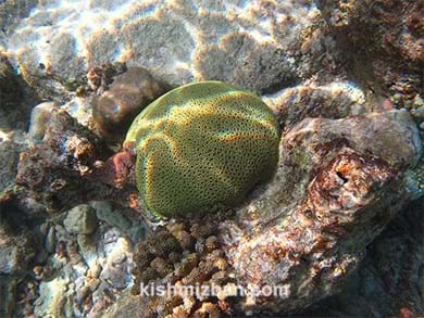 گونه ای جدید از مرجان در جزیره کیش شناسایی شد